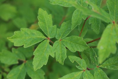 Acer griseum - javor šedý - list